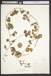 Rhynchosia cinerea image