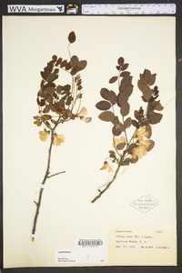 Robinia hispida image