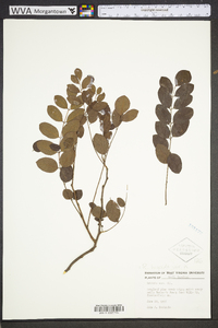 Robinia hispida image