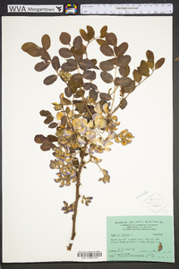 Robinia hispida image