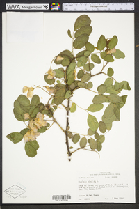 Robinia hispida image