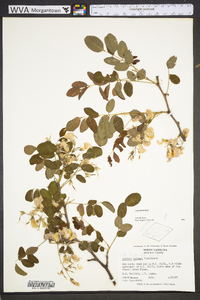 Robinia hispida image