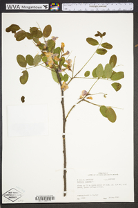 Robinia hispida image