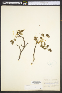 Robinia hispida image