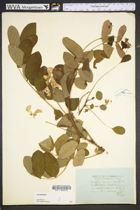 Robinia hispida image