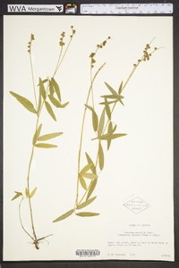 Orbexilum pedunculatum image