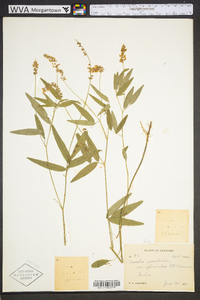 Orbexilum pedunculatum image