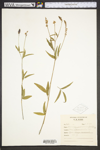 Orbexilum pedunculatum image