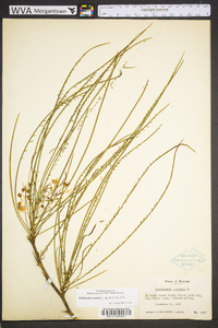 Parkinsonia aculeata image