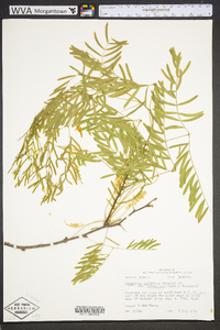 Prosopis glandulosa image