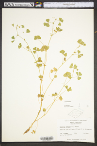 Medicago arabica image