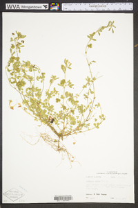 Medicago minima image