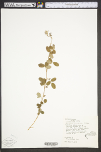 Lespedeza procumbens image