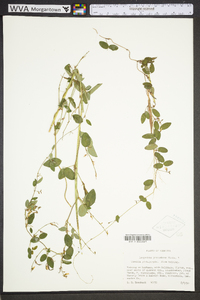 Lespedeza procumbens image