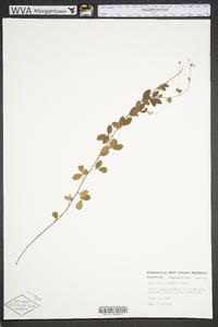 Lespedeza procumbens image