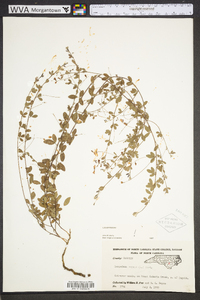 Lespedeza repens image