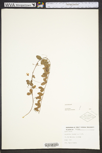 Lespedeza repens image