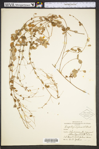 Lespedeza repens image