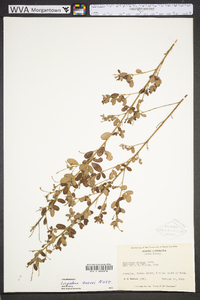 Lespedeza stuevei image