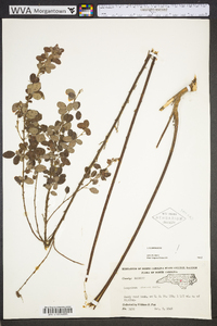 Lespedeza stuevei image