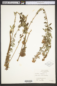 Lespedeza virginica image