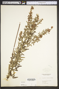 Lespedeza virginica image