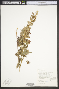 Lespedeza virginica image