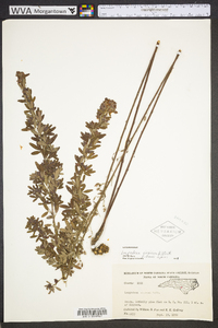 Lespedeza virginica image