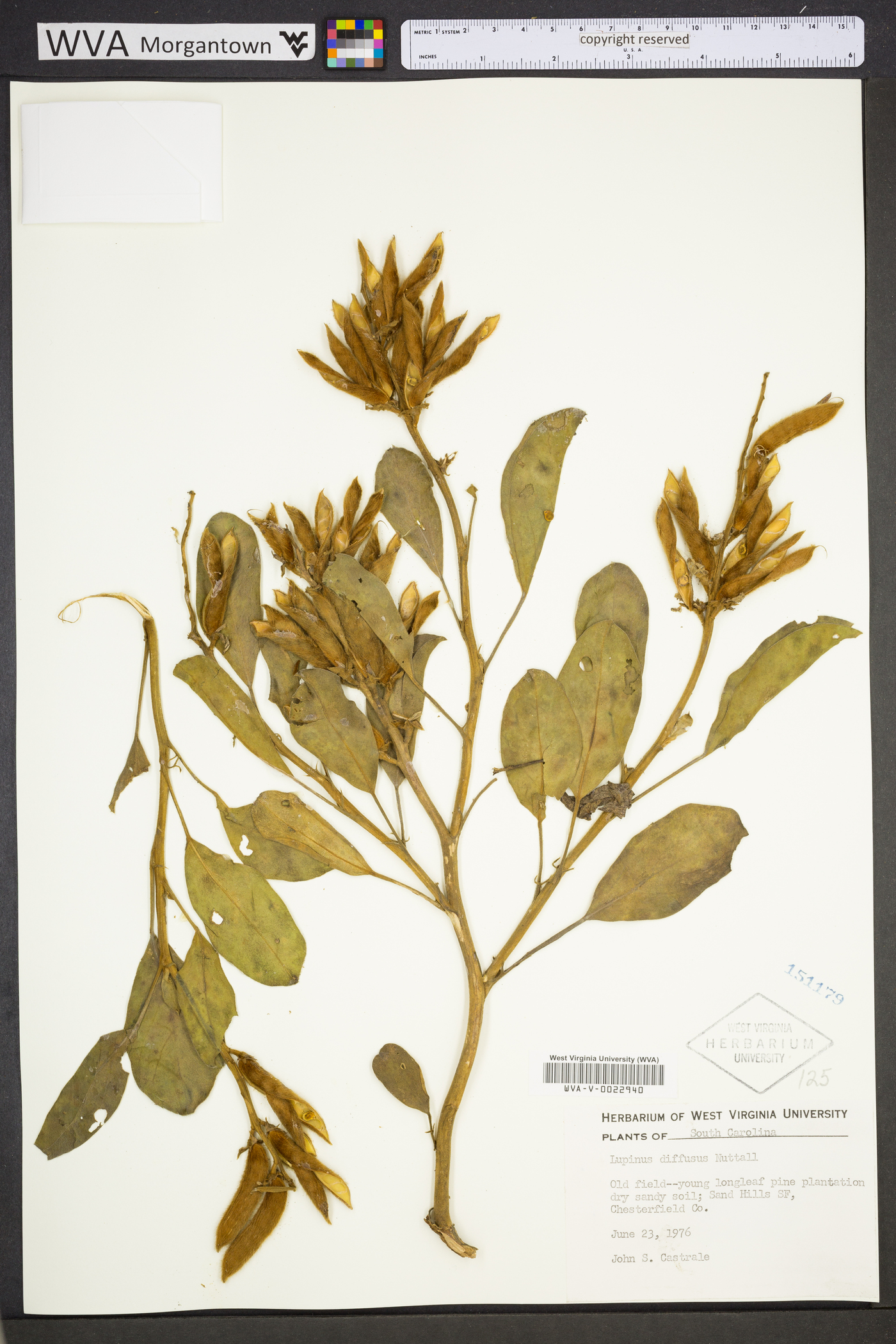 Lupinus diffusus image