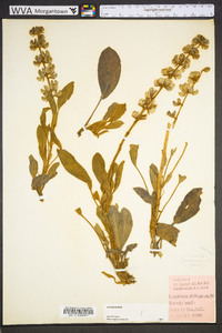 Lupinus diffusus image