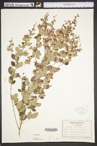 Lespedeza bicolor image