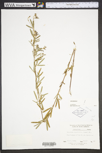 Lespedeza angustifolia image