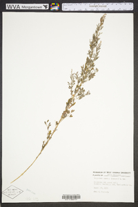 Lespedeza cuneata image