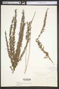 Lespedeza cuneata image