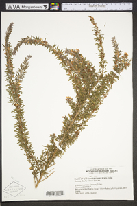 Lespedeza cuneata image