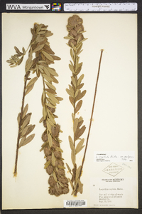 Lespedeza capitata image