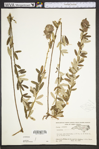 Lespedeza capitata image