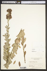 Lespedeza capitata image