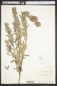 Lespedeza capitata image