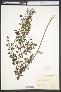 Indigofera caroliniana image