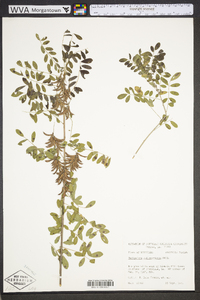 Indigofera suffruticosa image