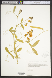 Lathyrus latifolius image