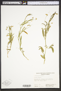 Lathyrus hirsutus image