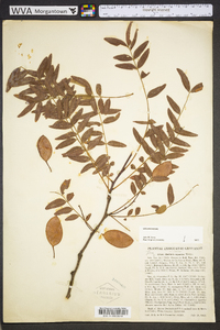 Gleditsia aquatica image