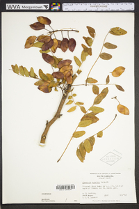 Gleditsia aquatica image