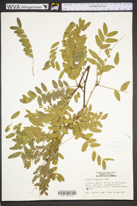 Gleditsia aquatica image