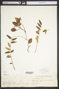 Gleditsia aquatica image