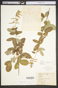 Desmodium incanum image