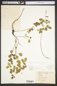 Desmodium incanum image