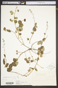 Desmodium incanum image